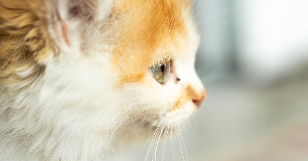 The Value Proposition of Restumping: What Homeowners Should Know